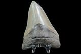 Serrated, Fossil Megalodon Tooth - Collector Quality #76508-1